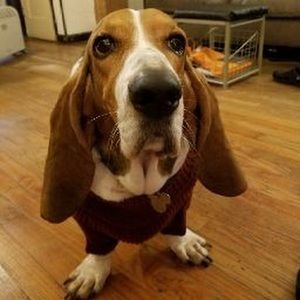 Meet your Posher, Maria